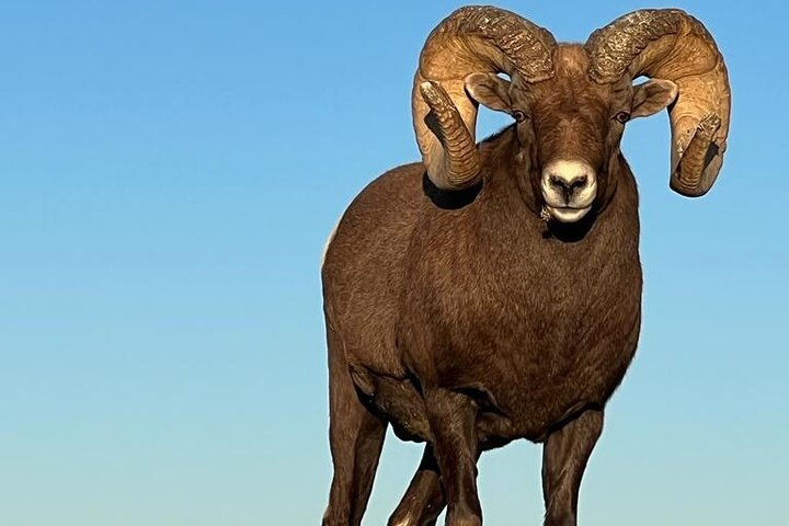 Bighorn Sheep at the Golden Hour